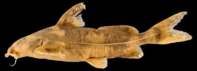 Museum Mailroom Supervisor Gets Catfish Species Named After Him